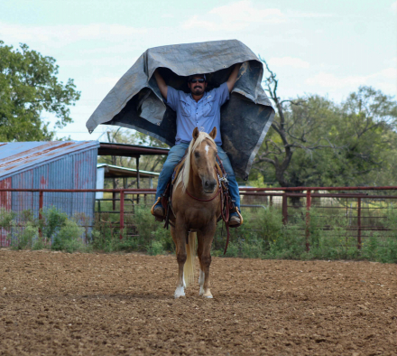 HorseID: 2303135 First Down Firen M$ - PhotoID: 1085711