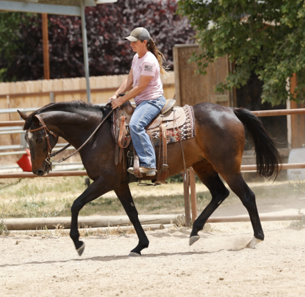 HorseID: 2303136 Lilly - PhotoID: 1085674