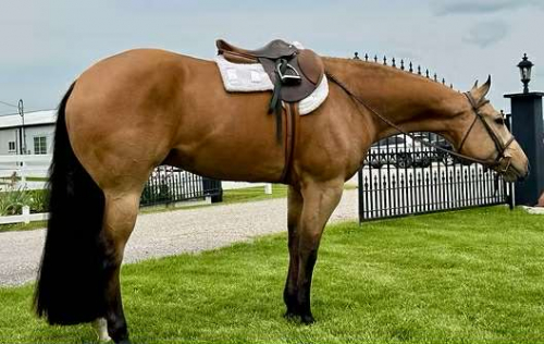 HorseID: 2303145 The Big Crawl - PhotoID: 1085680