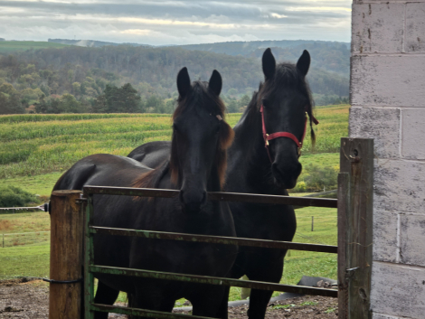 HorseID: 2303147 Rachelle's Rainbow - PhotoID: 1085721