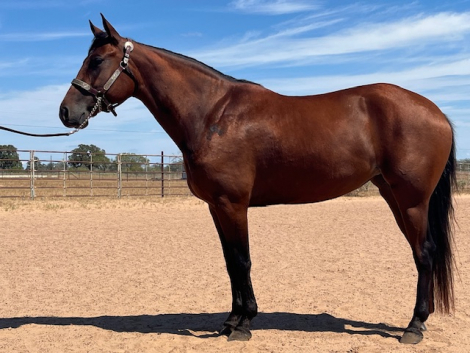 HorseID: 2303148 Anna Valeria - PhotoID: 1085682