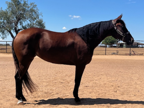 HorseID: 2303148 Anna Valeria - PhotoID: 1085683