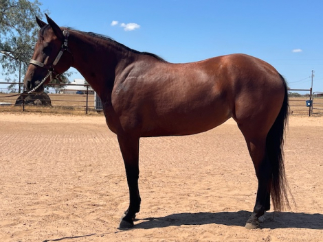 HorseID: 2303148 Anna Valeria - PhotoID: 1085684