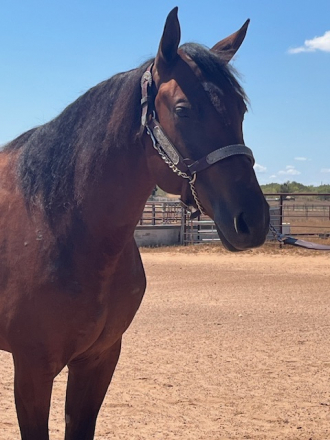 HorseID: 2303148 Anna Valeria - PhotoID: 1085685