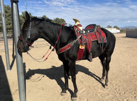 HorseID: 2303150 Giant - PhotoID: 1085691