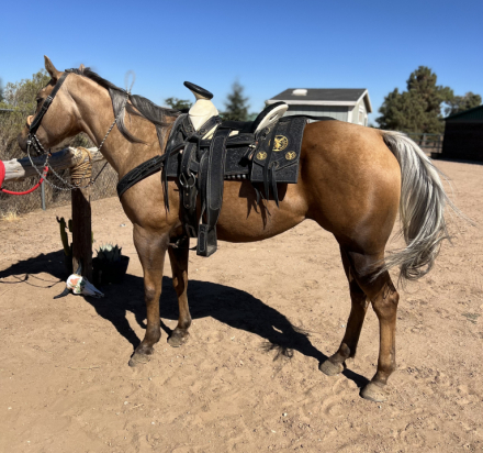 HorseID: 2303151 Lola - PhotoID: 1085692