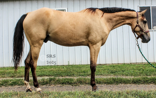 HorseID: 2303155 Ripley - PhotoID: 1085717