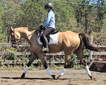 HorseID: 2303155 Ripley - PhotoID: 1085718