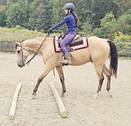 HorseID: 2303155 Ripley - PhotoID: 1085719