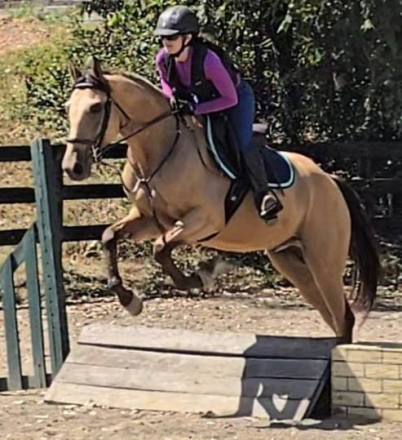 HorseID: 2303155 Ripley - PhotoID: 1085720