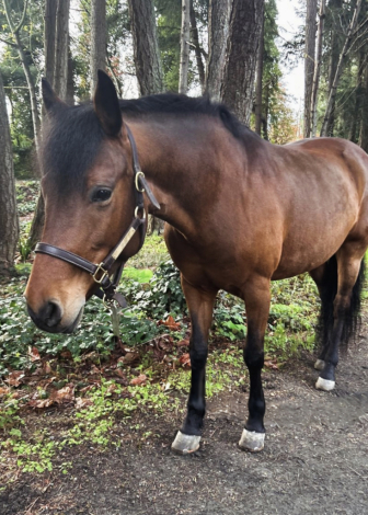 HorseID: 2303163 On The Beat - PhotoID: 1085730