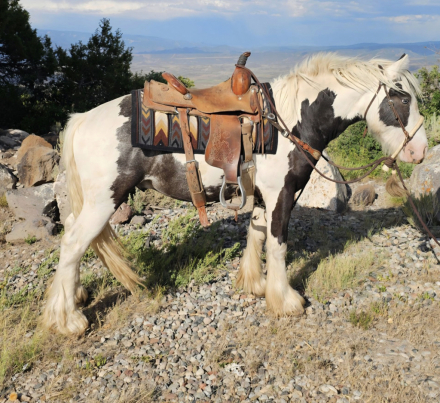 HorseID: 2303164 Alastor of the Oaks - PhotoID: 1085729