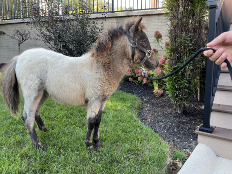 HorseID: 2303165 Sugar - PhotoID: 1085786