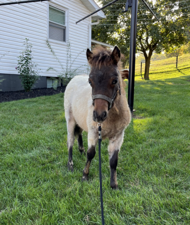 HorseID: 2303165 Sugar - PhotoID: 1085787