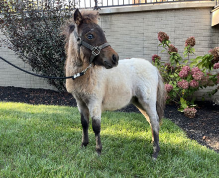 HorseID: 2303165 Sugar - PhotoID: 1085788