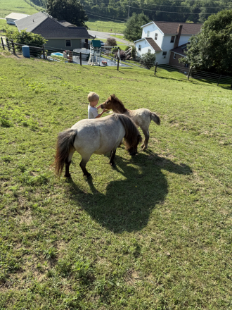 HorseID: 2303165 Sugar - PhotoID: 1085789