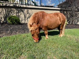 HorseID: 2303166 Red - PhotoID: 1085790