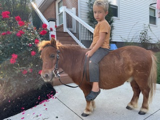 HorseID: 2303166 Red - PhotoID: 1085791