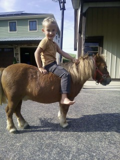 HorseID: 2303166 Red - PhotoID: 1085792