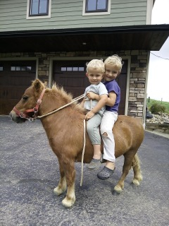 HorseID: 2303166 Red - PhotoID: 1085793