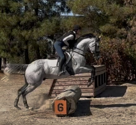 HorseID: 2303167 Monty - PhotoID: 1085735