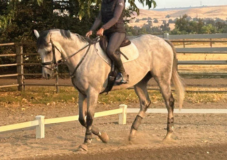 HorseID: 2303167 Monty - PhotoID: 1085736