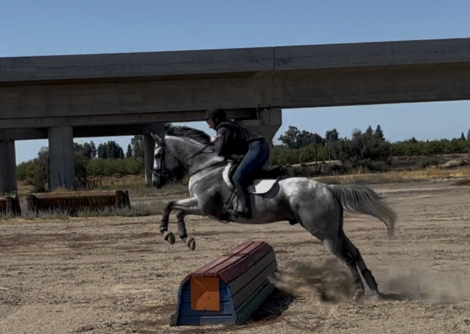 HorseID: 2303167 Monty - PhotoID: 1085737