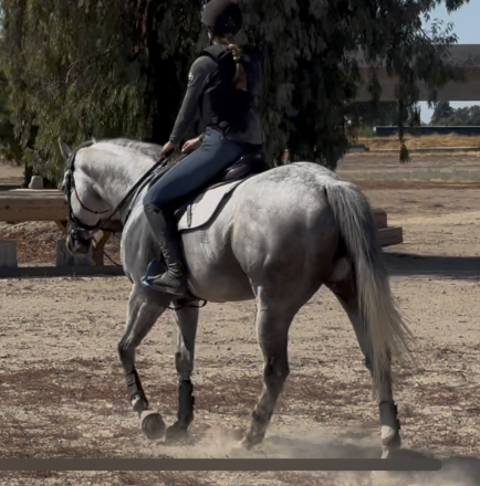 HorseID: 2303167 Monty - PhotoID: 1085738