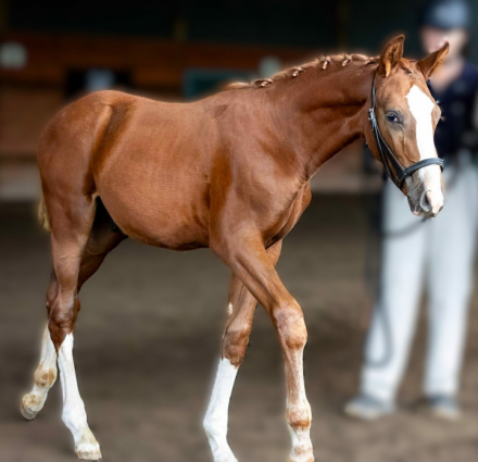 HorseID: 2303172 Dante de Solamia - PhotoID: 1085740