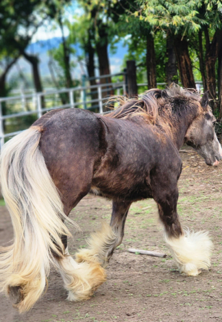 HorseID: 2303173 PF MONEYMAKER - PhotoID: 1085743