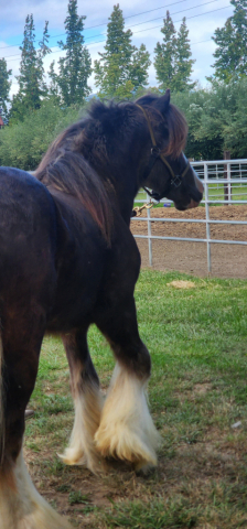 HorseID: 2303173 PF MONEYMAKER - PhotoID: 1085744