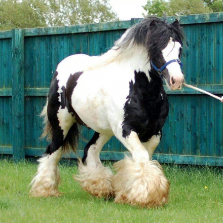 HorseID: 2303173 PF MONEYMAKER - PhotoID: 1085745