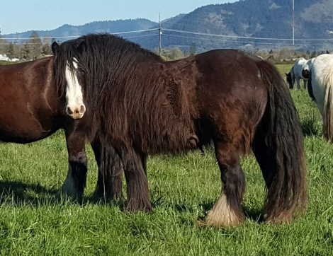 HorseID: 2303173 PF MONEYMAKER - PhotoID: 1085746