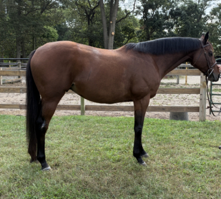 HorseID: 2303176 Triston - PhotoID: 1085758