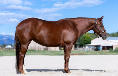 HorseID: 2303177 PuddleDuck Road - PhotoID: 1085760