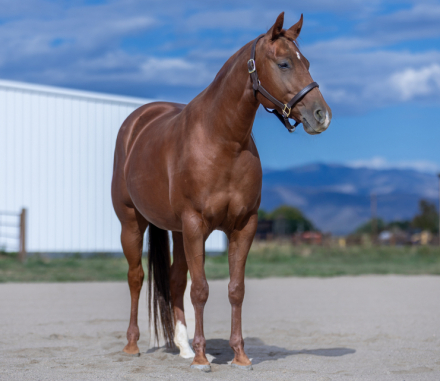 HorseID: 2303177 PuddleDuck Road - PhotoID: 1085761