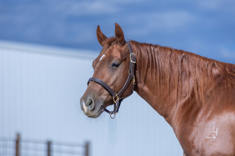 HorseID: 2303177 PuddleDuck Road - PhotoID: 1085762