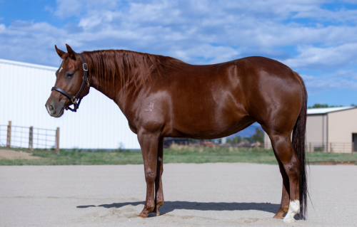 HorseID: 2303177 PuddleDuck Road - PhotoID: 1085763