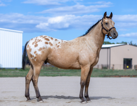 HorseID: 2303178 TT Hello Darlin - PhotoID: 1085764