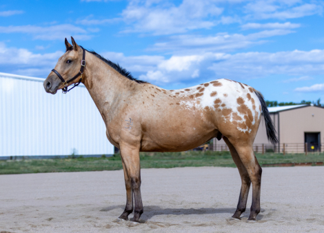 HorseID: 2303178 TT Hello Darlin - PhotoID: 1085765