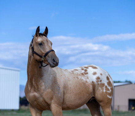 HorseID: 2303178 TT Hello Darlin - PhotoID: 1085766