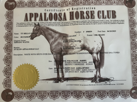 HorseID: 2303178 TT Hello Darlin - PhotoID: 1085767