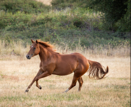 HorseID: 2303179 Passions Gunnin For U - PhotoID: 1085768