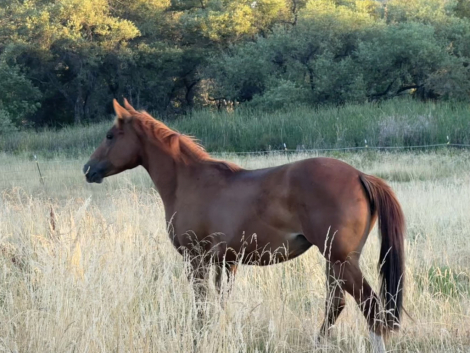 HorseID: 2303179 Passions Gunnin For U - PhotoID: 1085769