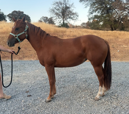 HorseID: 2303179 Passions Gunnin For U - PhotoID: 1085770