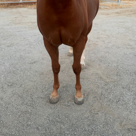 HorseID: 2303179 Passions Gunnin For U - PhotoID: 1085771