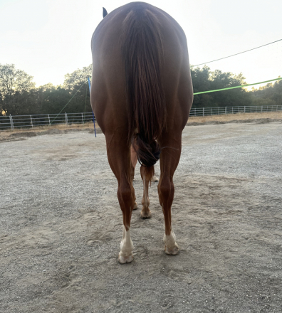 HorseID: 2303179 Passions Gunnin For U - PhotoID: 1085772