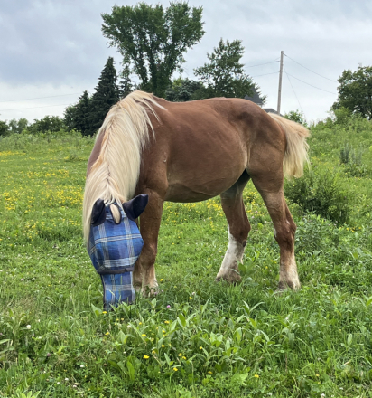 HorseID: 2303182 Rosie - PhotoID: 1085773