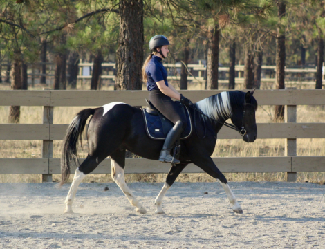 HorseID: 2303185 Moon - PhotoID: 1085774