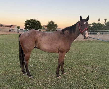 HorseID: 2303187 RMR Covert Perks - PhotoID: 1085775